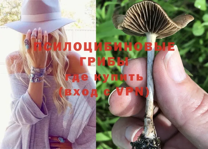 Галлюциногенные грибы Psilocybe  где купить наркотик  Кизилюрт 